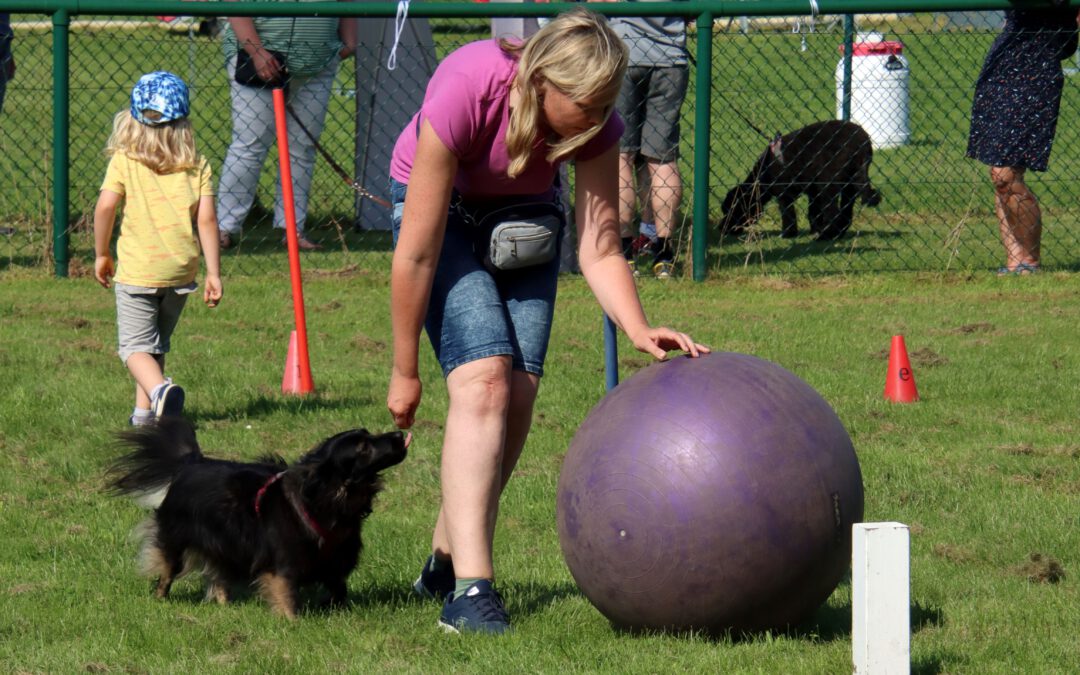 Workshop-Nachmittag in der Hundeschule: Crossdogging erleben!