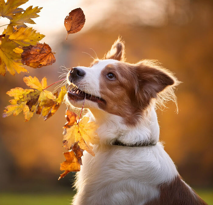 Warum der Herbst eine positive Herausforderung für Hunde darstellt